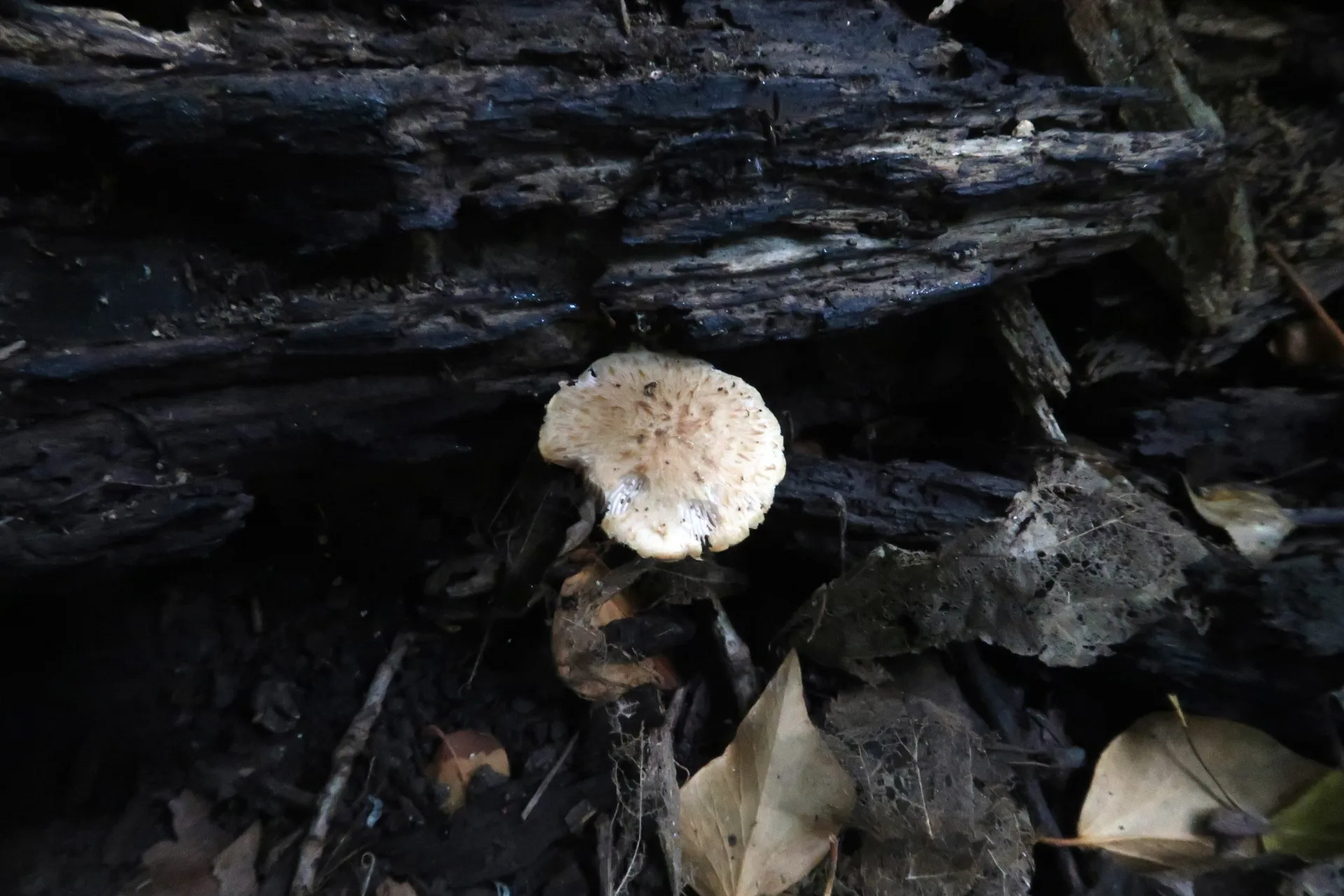 Cystoagaricus populinus - 1 - IMG_3376